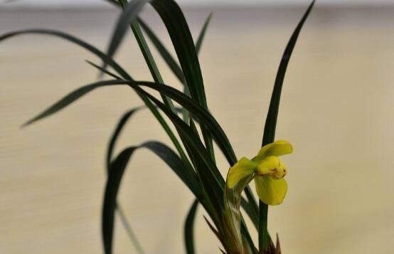  #盘点#兰花的功效与作用，盘点兰花四大功效与作用