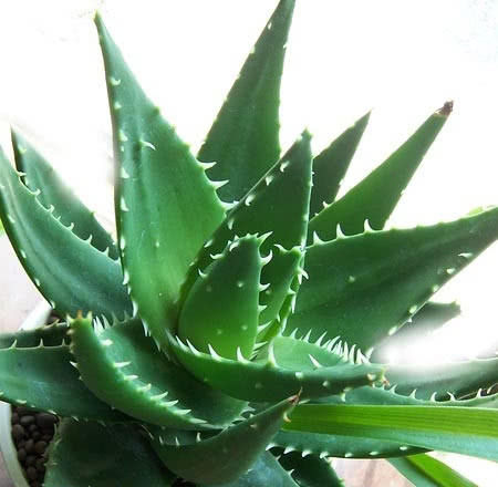 #懒人#“懒人”养花有福利了，这5种花，浇水越“少”越茂盛！