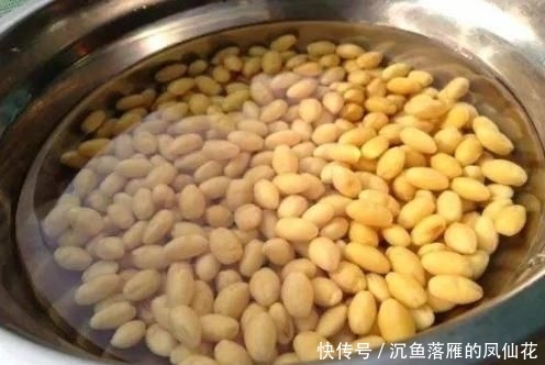  「黄豆营养水」不要嫌弃马齿觅廉价，按照2点要求做，轻松养成千元老桩盆景