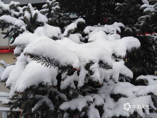  『甘南』甘肃甘南高原雪纷飞 迟归春色别样美