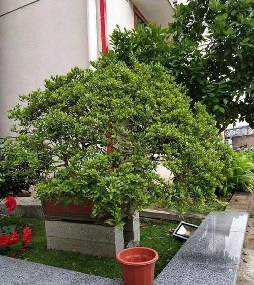 [花香]1种花能养50年，叶子油亮，开花勤，花香扑鼻！