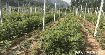  软枣@农村少见的水果，营养价值极高，你还在吃苹果吗