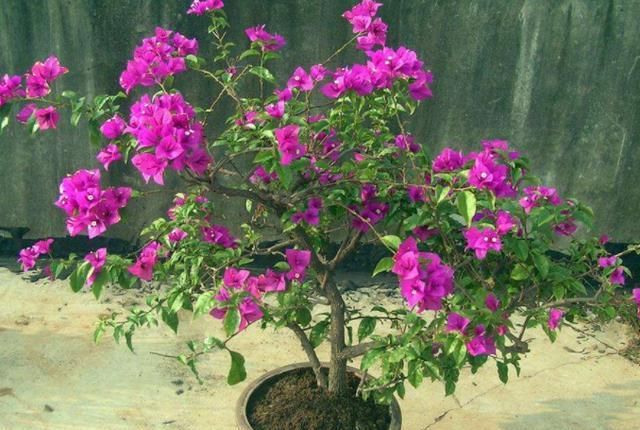  『如同』春天最适合养此花,价位便宜还好养,一旦开花如同花海瀑布般美丽