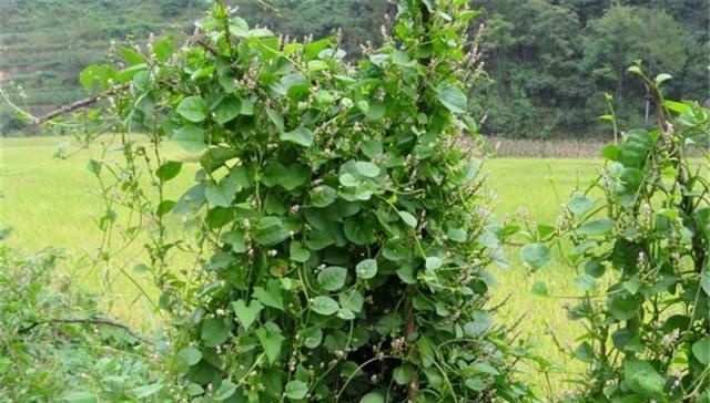  种植■种一棵能吃一季，一斤7元，却少农民种植，如今正当季