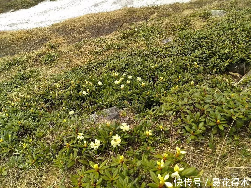  杜鹃@国家Ⅱ级珍稀濒危物种|东北地区特有的牛皮杜鹃