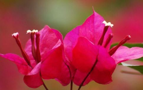  试试■新手不知道养什么花，试试这几款，皮实好养，漂亮好养，美艳动人