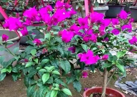  「三角梅」三角梅凋落了，多做这“1步”，15天又冒花芽，开成“花瀑布”