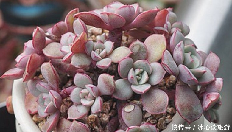 『不用浇』多肉原本就属于沙漠植物,需水量很小,不用经常浇水