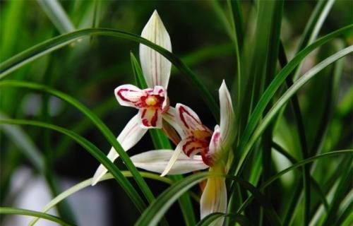  『情况』兰花出现这种情况要注意了，赶紧换个盆，否则没多久就剩个空盆！