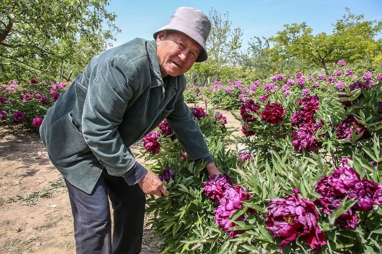  『欣赏牡丹花』71岁农民耗时40年家门口建牡丹园，1株镇园之宝10万不卖，啥样子