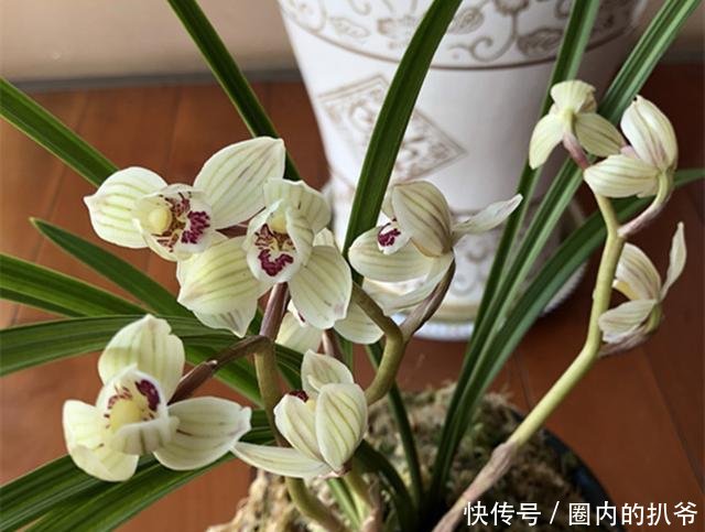  『兰花』春天养兰花最怕啥做错这2点，一年不开花