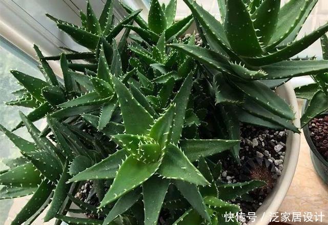  侧芽@芦荟长爆盆了怎么办？简单1个技巧，一盆养出20盆，侧芽多成老桩