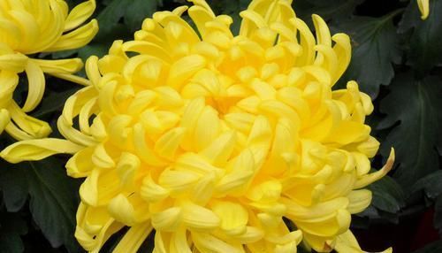  秋水■喜欢菊花，就养盆“菊中珍品”秋水明月，似明月圆满，色泽鲜艳