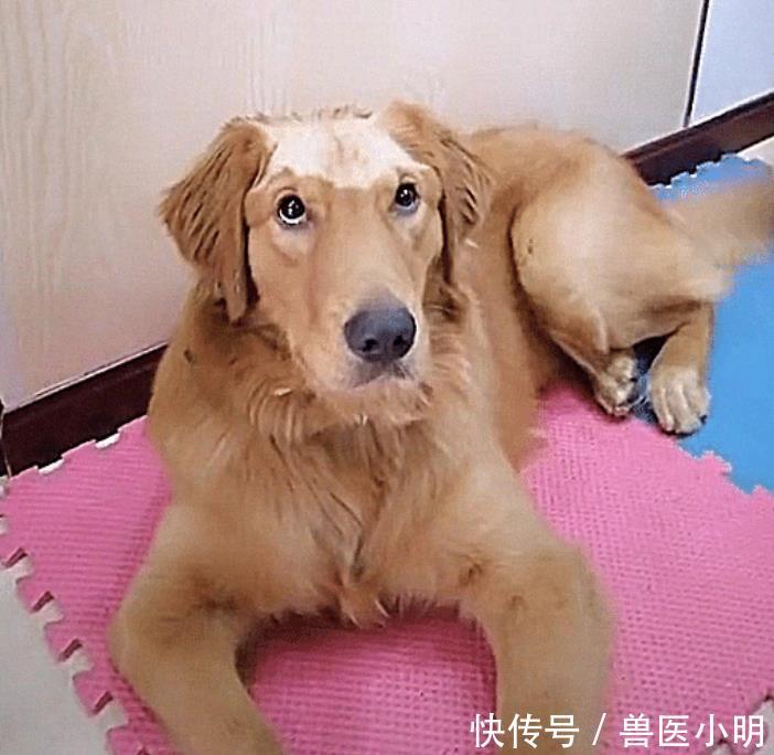  「金毛」主人留孩子和金毛单独在家，回来发现狗毁容了真是难为你了