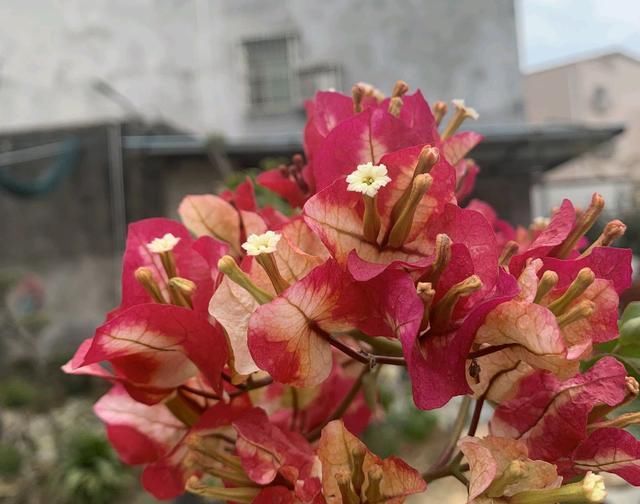  「盛花期的三」三角梅的盛花期间怎样管理