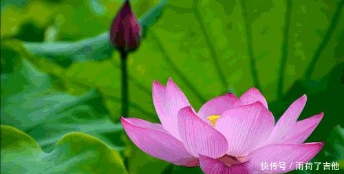 陕西这处千亩荷塘已盛开成海，碧叶连天，人少景美只等你来！