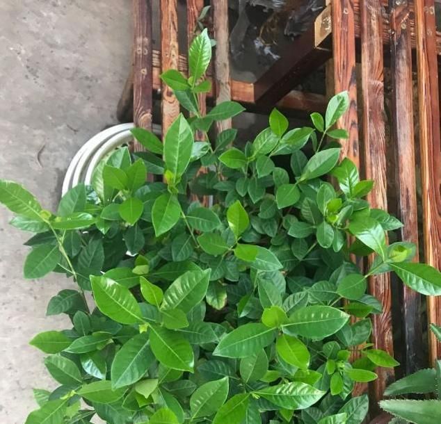  「栀子花」栀子花光长叶子不开花?只需这么养,开花多得挤满盆!