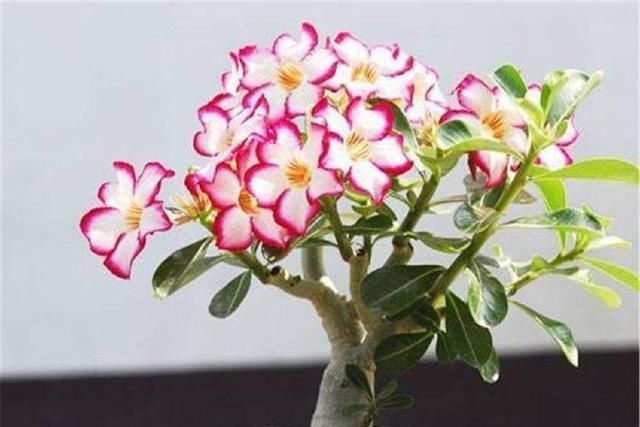  #花苞#这2种花太娇惯反而养不好,少浇水多晒太阳,花苞呼呼往外蹿