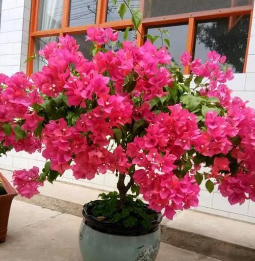  [解决]三角梅掉叶子？找出“原因”巧解决，枝繁叶茂，四季开花