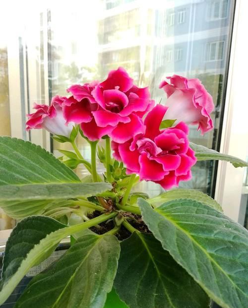  「喜欢」喜欢菊花，首选此款“菊中精品”白龙细爪，似无暇美人，洁白美艳