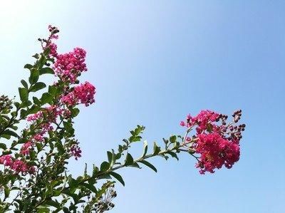  『紫薇』你知道花中“百日红”是什么吗？