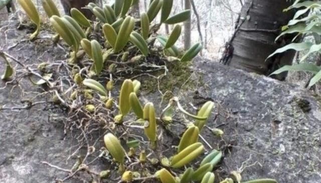  #树林#“1种草”在树林里，沿着树干生长，结出“小绿果”，甚是