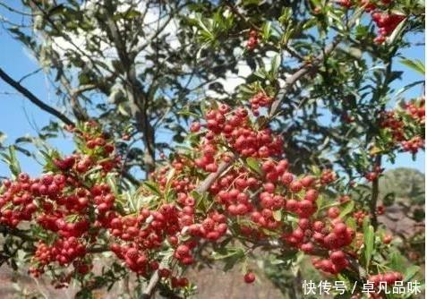 你见过“袖珍苹果”吗？高价农民都不卖，因为泡酒价值更高！