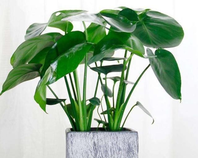 观叶■喜欢养殖观叶植物,就选龟背竹,不争肥水和阳光,养起来省心