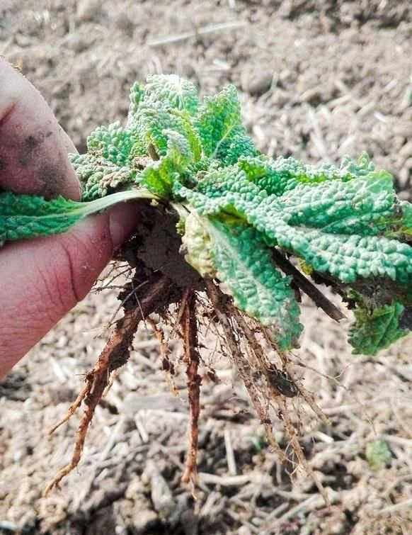  『蒲公英』春天“最苦”的6种野菜，常被当成杂草，殊不知养肝消炎价值高