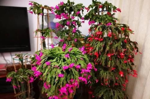  『令箭荷花』6种“荷花”，不用水只用土，开花一茬接一茬！