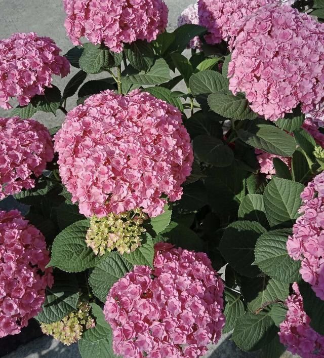 放在阳光充足■等我有自己的院子,一定养此4种花,春天变成“五彩”花园