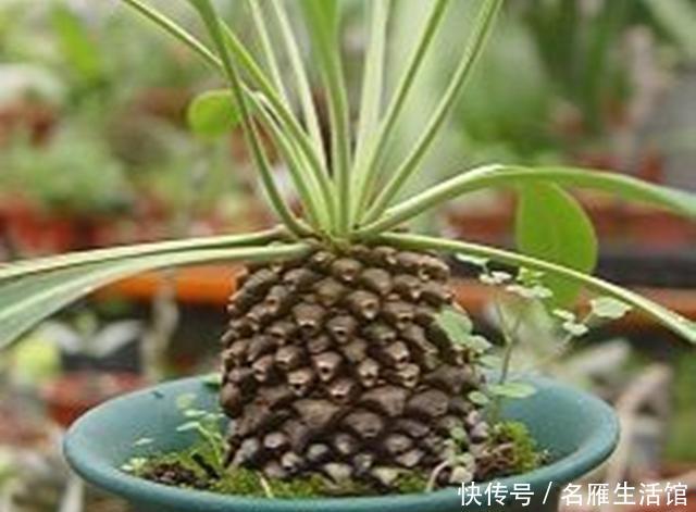  『植物』5种植物看了让人垂涎欲滴？不能食用，因为它们不是水果，是多肉