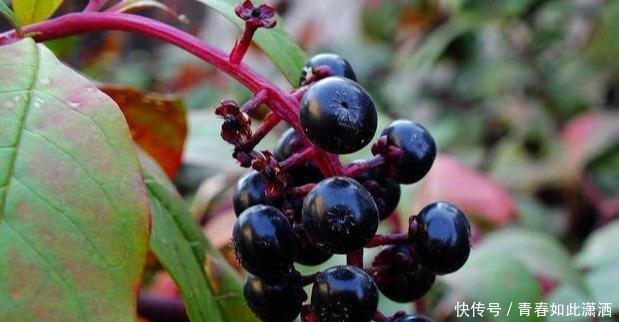 农村娃曾把它当玩具,现在农民称它“土人参”,城里每斤将近7元！