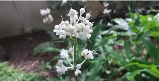  「别称」30种 ·野草的美，你认识几个？