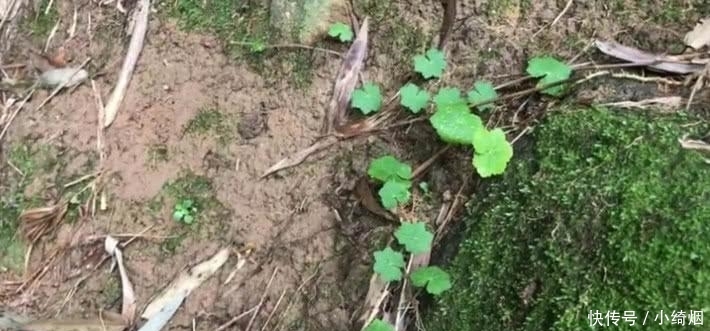  作用@农村山上这种草，叶片小作用大，是老农吃了30年的凉性草药