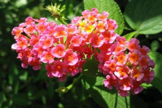 『美轮美奂』阳台养这几款植物,耐旱易打理,花色美如胭脂,花开美轮美奂,艳