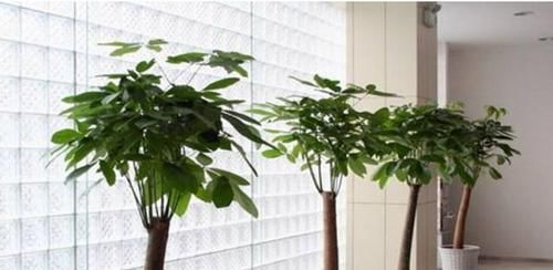  #种植#'人怕伤心，树怕伤根'，种植发财树有讲究，这样操作健壮发芽多