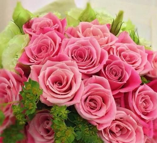  【养盆】喜欢菊花，不如养盆“精品玫瑰”泰姬，花开如美姬，清奇美丽！