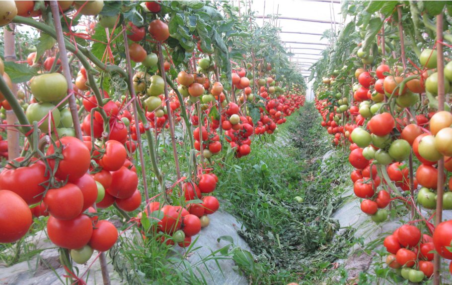  「作物来说」农家的一条隧道使用了十几吨鸡粪，但蔬菜越长越坏