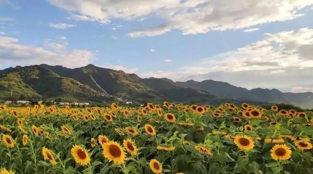黄金九月楼观的花海开啦！赏花海、品花宴，全都不能错过！