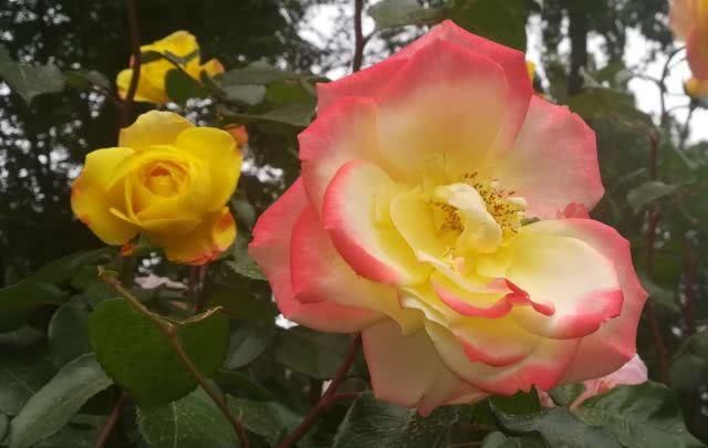  「多姿多彩」月季花：多姿多彩，美轮美奂，居然还能长到树上？