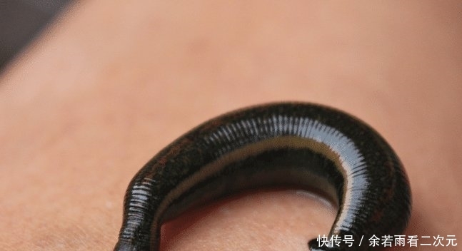 【上榜】农村不能乱碰的4种生物, 水蛭上榜, 碰了很可能会后悔