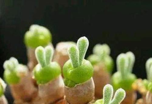  [果实]10种罕见又美丽的植物，果实似羽毛，地下开花，见过的人真幸运！