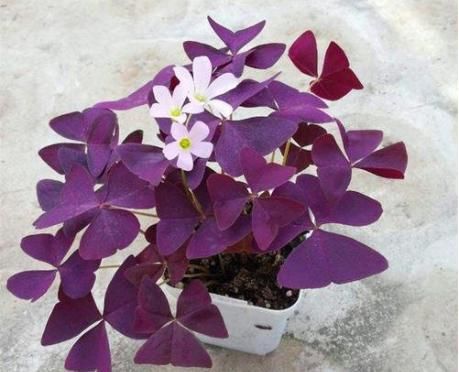  『小花』夏天阳台，就养这几款小花，比兰花还香，全年开花，花色烂漫迷人