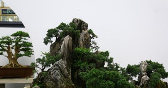 盆景，将缩小版的山水风景区收入在你的家中，体会传统的文化气息