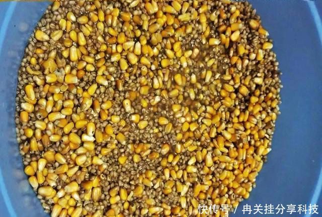  「自制」自制窝料放了1周，打开后被人嘲笑，窝料入水，那些人哑口无言