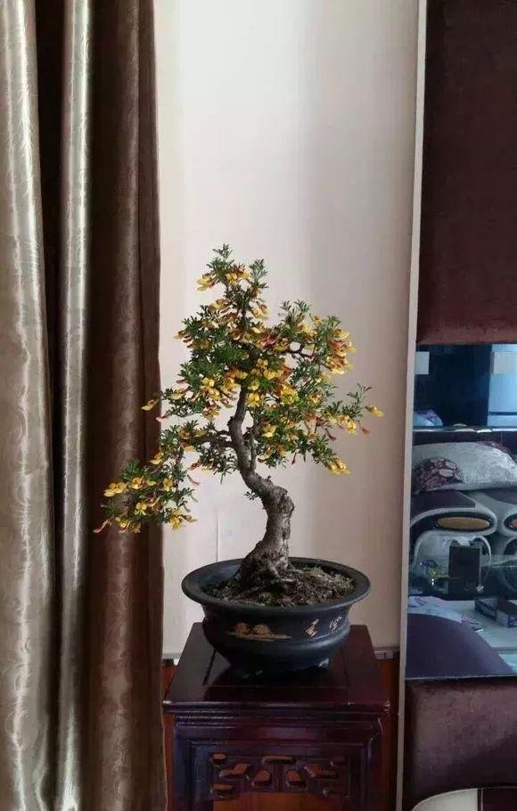 这些好养又不贵的小盆景，你喜欢吗