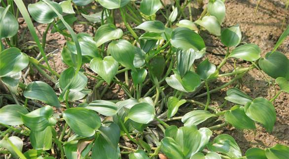  「鸭舌」农村这种野草，叶子似鸭舌一般，是老一辈人喜爱的野菜