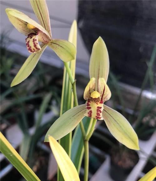 『香味』堪称兰界锦旗,整年开花,花色鲜艳耀眼,芳香完胜香水一株香满院