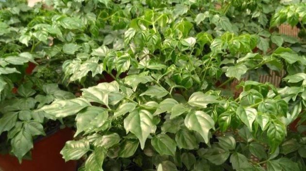  【枝条】幸福树这样来一刀，枝繁叶茂绿油油！
